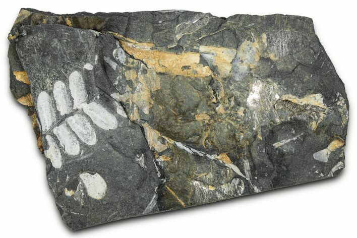 Fossil Seed Fern (Pecopteris) Plate - Pennsylvania #347685